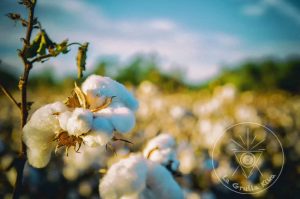 Algodón orgánico vs. convencional