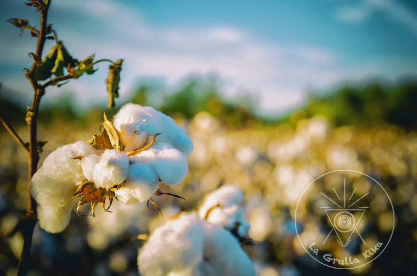 Algodón orgánico vs. convencional