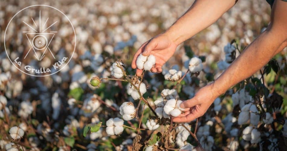 Algodón orgánico vs. convencional